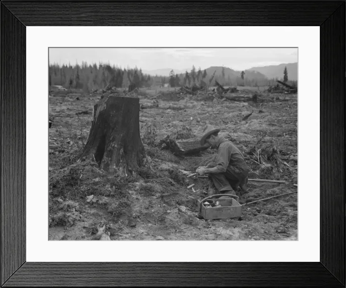 Framed Print : Farmer preparing to blow tamarack stump, Bonner County, Idaho, 1939. Creator: Dorothea Lange Framed Print : Farmer preparing to blow tamarack stump, Bonner County, Idaho, 1939. Creator: Dorothea Lange