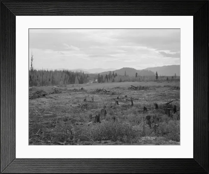 Framed Print : Part of eighty-acre farm showing cleared pasture land and uncleared piece, Bonner County, Idaho, 1939. Creator: Dorothea Lange Framed Print : Part of eighty-acre farm showing cleared pasture land and uncleared piece, Bonner County, Idaho, 1939. Creator: Dorothea Lange
