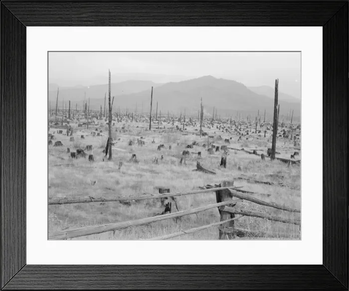 Framed Print : Stumps and sags on uncleared land, Priest River country, Bonner County, Idaho, 1939. Creator: Dorothea Lange Framed Print : Stumps and sags on uncleared land, Priest River country, Bonner County, Idaho, 1939. Creator: Dorothea Lange