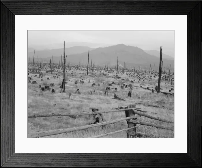Framed Print : Possibly: Stumps and sags on uncleared land, Priest River country, Bonner County, Idaho, 1939. Creator: Dorothea Lange Framed Print : Possibly: Stumps and sags on uncleared land, Priest River country, Bonner County, Idaho, 1939. Creator: Dorothea Lange