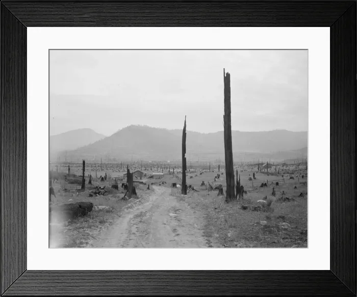 Framed Print : Landscape: stumps, sags, and stump farm in Priest River Valley, Bonner County, Idaho, 1939. Creator: Dorothea Lange