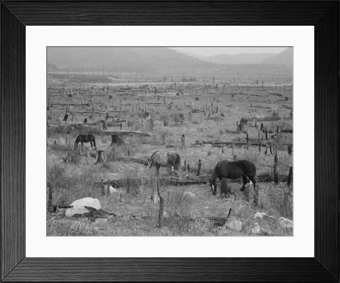 Framed Print : Horses pasturing among stumps and snags, Priest River Valley, Bonner County, Idaho, 1939. Creator: Dorothea Lange Framed Print : Horses pasturing among stumps and snags, Priest River Valley, Bonner County, Idaho, 1939. Creator: Dorothea Lange