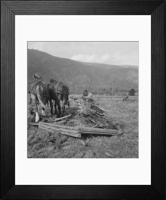 Framed Print : Ex-mill worker clears eight-acre field after bulldozer has pulled... Boundary County, Idaho, 1939. Creator: Dorothea Lange Framed Print : Ex-mill worker clears eight-acre field after bulldozer has pulled... Boundary County, Idaho, 1939. Creator: Dorothea Lange