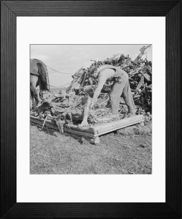 Framed Print : Ex-mill worker clears eight-acre field after bulldozer has pulled... Boundary County, Idaho, 1939. Creator: Dorothea Lange Framed Print : Ex-mill worker clears eight-acre field after bulldozer has pulled... Boundary County, Idaho, 1939. Creator: Dorothea Lange
