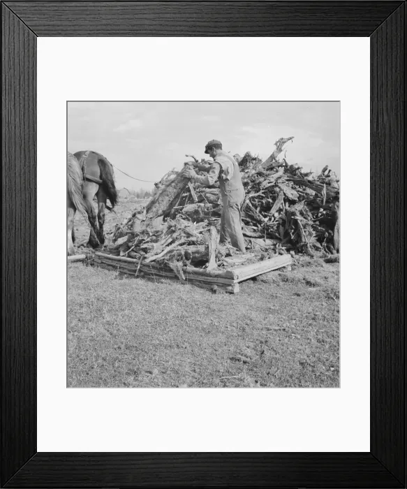 Framed Print : Ex-mill worker clears eight-acre field after bulldozer... Boundary County, Idaho, 1939. Creator: Dorothea Lange Framed Print : Ex-mill worker clears eight-acre field after bulldozer... Boundary County, Idaho, 1939. Creator: Dorothea Lange