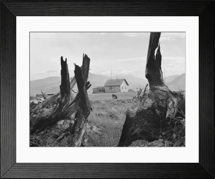 Framed Print : Evanson new home, looking across land... Priest River Valley, Bonner County, Idaho, 1939. Creator: Dorothea Lange Framed Print : Evanson new home, looking across land... Priest River Valley, Bonner County, Idaho, 1939. Creator: Dorothea Lange
