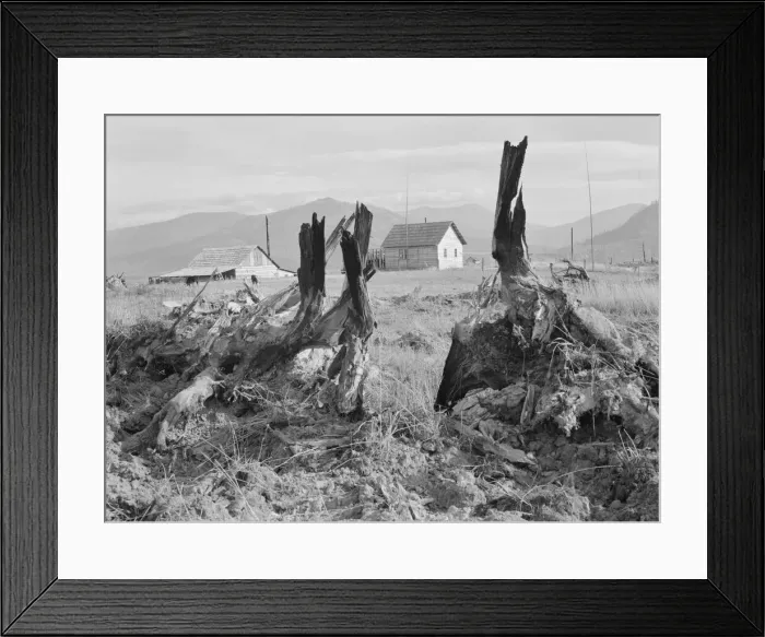 Framed Print : Evanson new home, looking across land... Priest River Valley, Bonner County, Idaho, 1939. Creator: Dorothea Lange Framed Print : Evanson new home, looking across land... Priest River Valley, Bonner County, Idaho, 1939. Creator: Dorothea Lange