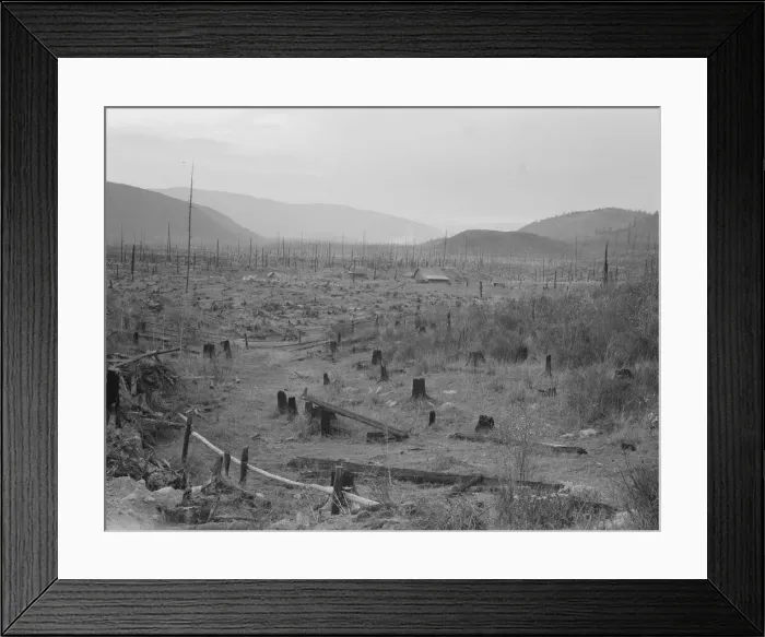 Framed Print : Another stump farm, fenced, showing general characteristics of... Bonner County, Idaho, 1939. Creator: Dorothea Lange Framed Print : Another stump farm, fenced, showing general characteristics of... Bonner County, Idaho, 1939. Creator: Dorothea Lange