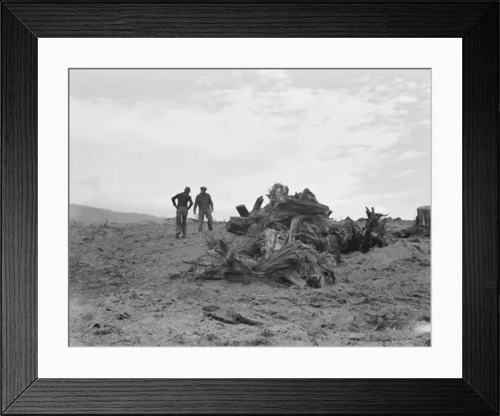 Framed Print : Father and son have cleared thirty acres of raw stump land in 3 years, Boundary County, Idaho, 1939. Creator: Dorothea Lange Framed Print : Father and son have cleared thirty acres of raw stump land in 3 years, Boundary County, Idaho, 1939. Creator: Dorothea Lange