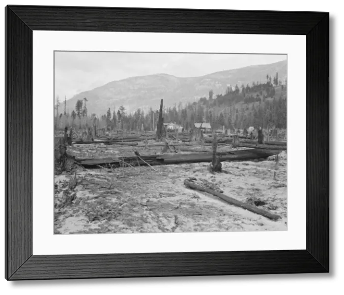 Framed Print : New farm home, Boundary County, Idaho, 1939. Creator: Dorothea Lange Framed Print : New farm home, Boundary County, Idaho, 1939. Creator: Dorothea Lange