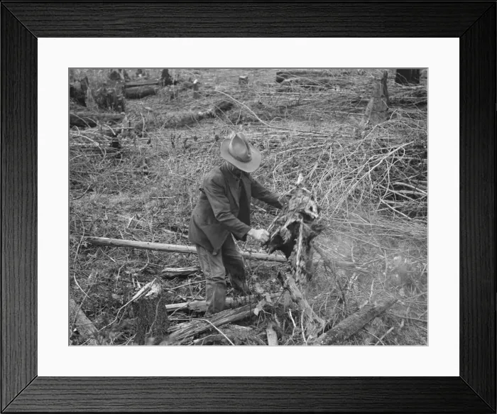 Framed Print : Ex-Nebraska farmer and the piece of land which he hopes... Bonner County, Idaho, 1939. Creator: Dorothea Lange Framed Print : Ex-Nebraska farmer and the piece of land which he hopes... Bonner County, Idaho, 1939. Creator: Dorothea Lange
