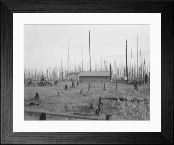 Framed Print : Home of the FSA borrower who moved on this land... Priest River Peninsula, Idaho, 1939. Creator: Dorothea Lange Framed Print : Home of the FSA borrower who moved on this land... Priest River Peninsula, Idaho, 1939. Creator: Dorothea Lange
