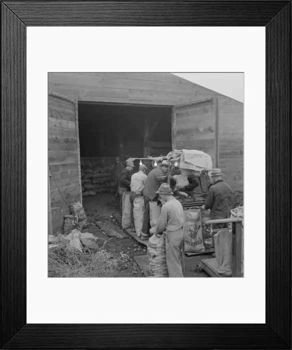 Framed Print : Grading potatoes, preparing for shipment... ten miles south of Merrill, Oregon, 1939. Creator: Dorothea Lange Framed Print : Grading potatoes, preparing for shipment... ten miles south of Merrill, Oregon, 1939. Creator: Dorothea Lange