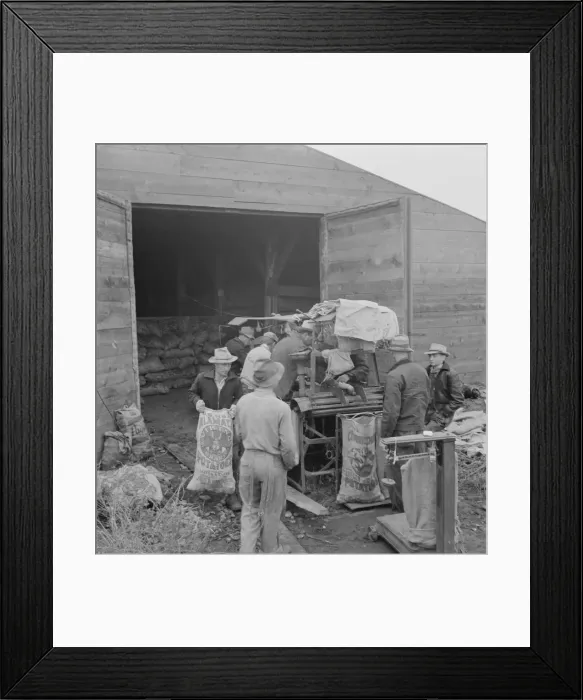 Framed Print : Grading potatoes, preparing for shipment... ten miles south of Merrill, Oregon, 1939. Creator: Dorothea Lange Framed Print : Grading potatoes, preparing for shipment... ten miles south of Merrill, Oregon, 1939. Creator: Dorothea Lange