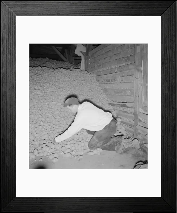 Framed Print : Potatoes in storage cellar at end of season, Merrill, Klamath County, Oregon, 1939. Creator: Dorothea Lange Framed Print : Potatoes in storage cellar at end of season, Merrill, Klamath County, Oregon, 1939. Creator: Dorothea Lange