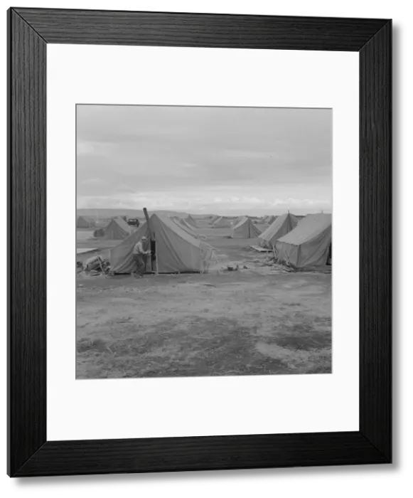 Framed Print : Migrant camp, Merrill, Klamath County, Oregon, 1939. Creator: Dorothea Lange Framed Print : Migrant camp, Merrill, Klamath County, Oregon, 1939. Creator: Dorothea Lange