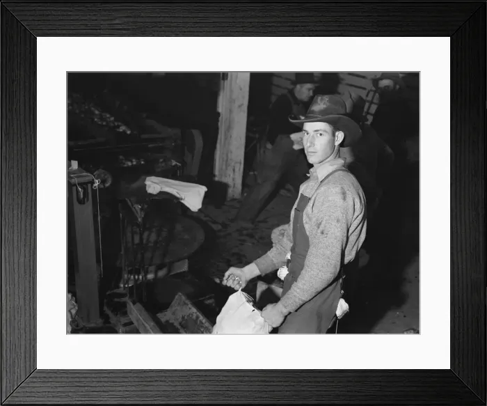Framed Print : In packing shed, grading and sacking potat... Tulelake, Siskiyou County, California, 1939 Creator: Dorothea Lange Framed Print : In packing shed, grading and sacking potat... Tulelake, Siskiyou County, California, 1939 Creator: Dorothea Lange