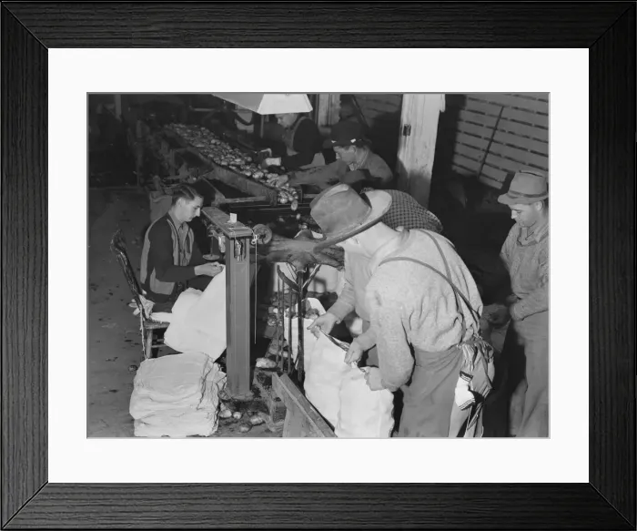 Framed Print : In packing shed, grading and sacking potatoes... Tulelake, Siskiyou County, California, 1939. Creator: Dorothea Lange Framed Print : In packing shed, grading and sacking potatoes... Tulelake, Siskiyou County, California, 1939. Creator: Dorothea Lange