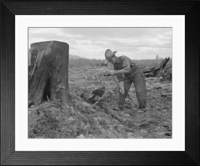 Framed Print : Shows method of pulling tomarack stump, Bonner County, Idaho, 1939. Creator: Dorothea Lange