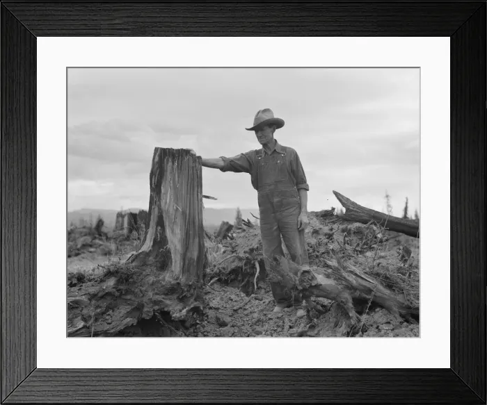 Framed Print : Shows stump on cut-over farm after blasting, Bonner County, Idaho, 1939. Creator: Dorothea Lange Framed Print : Shows stump on cut-over farm after blasting, Bonner County, Idaho, 1939. Creator: Dorothea Lange