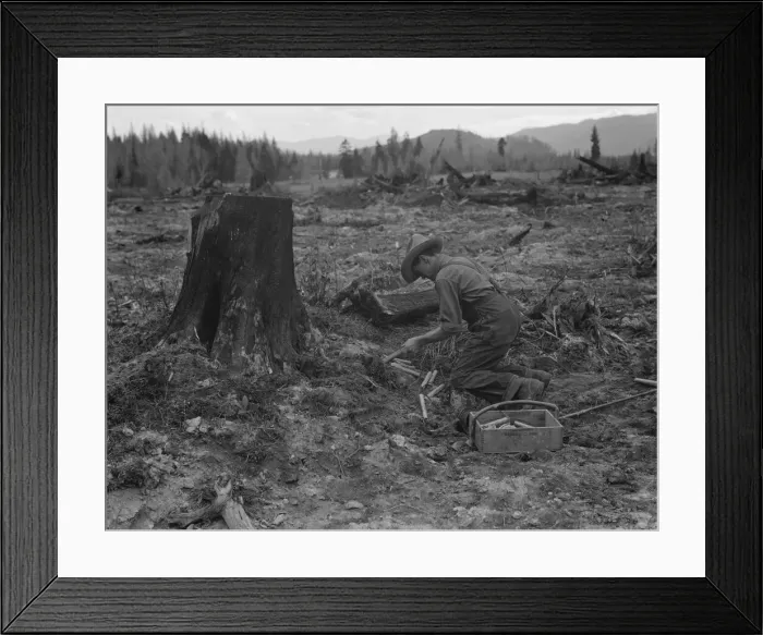 Framed Print : Stump farmer prepares to blow out tamarack stump, Bonner County, Idaho, 1939. Creator: Dorothea Lange Framed Print : Stump farmer prepares to blow out tamarack stump, Bonner County, Idaho, 1939. Creator: Dorothea Lange