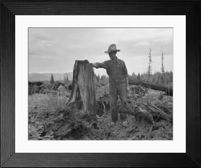 Framed Print : Shows stump on cut-over farm after blasting, Bonner County, Idaho, 1939. Creator: Dorothea Lange Framed Print : Shows stump on cut-over farm after blasting, Bonner County, Idaho, 1939. Creator: Dorothea Lange