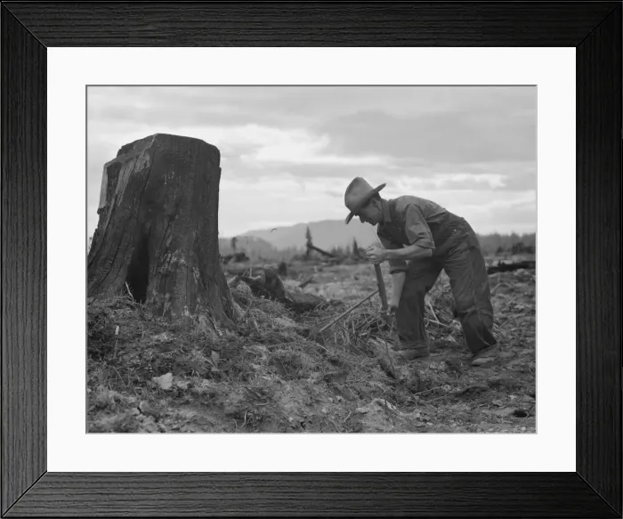 Framed Print : Possibly: Shows stump on cut-over farm after blasting, Bonner County, Idaho, 1939. Creator: Dorothea Lange Framed Print : Possibly: Shows stump on cut-over farm after blasting, Bonner County, Idaho, 1939. Creator: Dorothea Lange