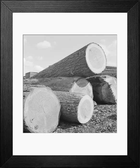 Framed Print : Logs piled in the mill yard, Keno, Klamath County, Oregon, 1939. Creator: Dorothea Lange Framed Print : Logs piled in the mill yard, Keno, Klamath County, Oregon, 1939. Creator: Dorothea Lange