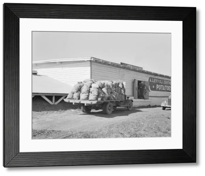 Framed Print : Potato shed during season, across the road from the... Tulelake, Siskiyou County, California, 1939. Creator: Dorothea Lange Framed Print : Potato shed during season, across the road from the... Tulelake, Siskiyou County, California, 1939. Creator: Dorothea Lange