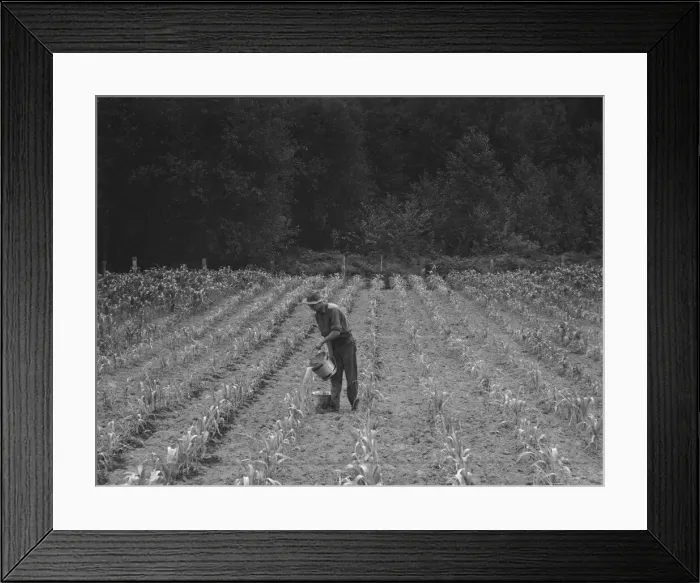 Framed Print : Western Washington, Grays Harbor County, northeast of Elma, 1939. Creator: Dorothea Lange Framed Print : Western Washington, Grays Harbor County, northeast of Elma, 1939. Creator: Dorothea Lange
