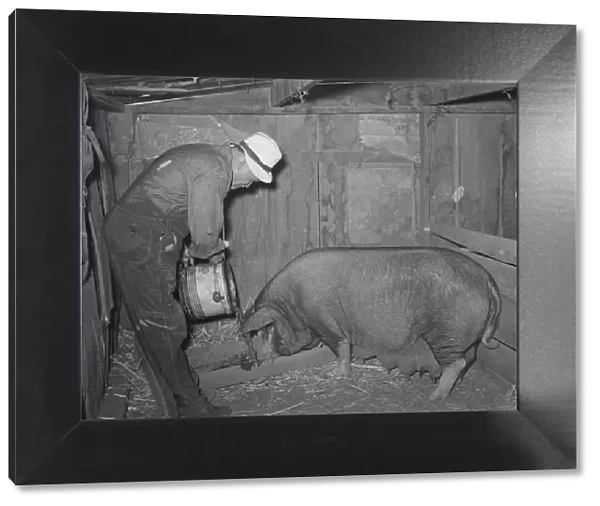 Mr. Bosley of Bosley reorganization unit, Baca County, Colorado, feeding a sow, 1938. Creator: Russell Lee