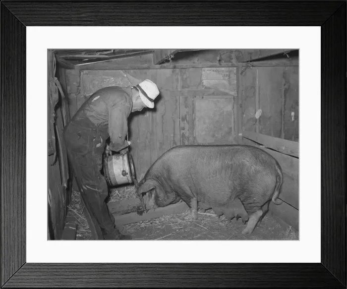 Framed Print : Mr. Bosley of Bosley reorganization unit, Baca County, Colorado, feeding a sow, 1938. Creator: Russell Lee Framed Print : Mr. Bosley of Bosley reorganization unit, Baca County, Colorado, feeding a sow, 1938. Creator: Russell Lee