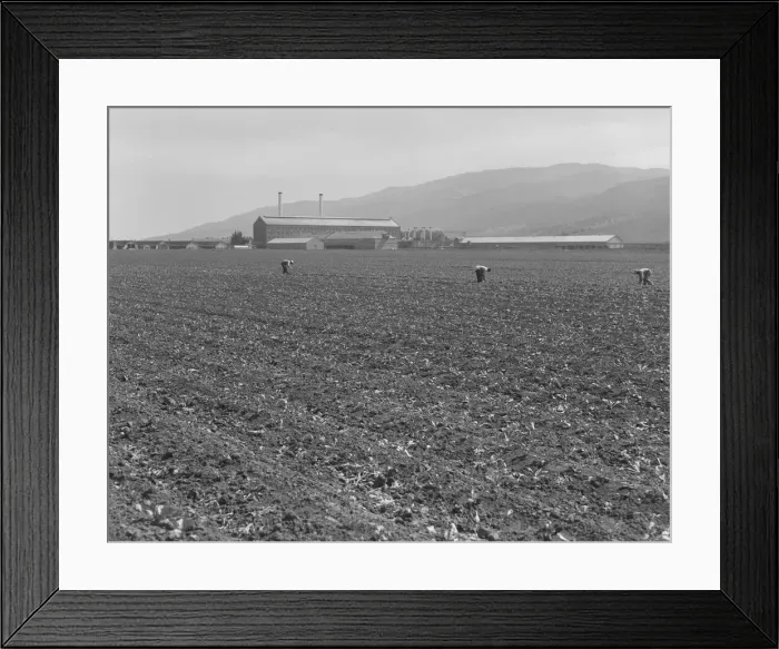 Framed Print : Spreckels sugar factory and sugar beet field, Monterey County, California, 1939. Creator: Dorothea Lange Framed Print : Spreckels sugar factory and sugar beet field, Monterey County, California, 1939. Creator: Dorothea Lange