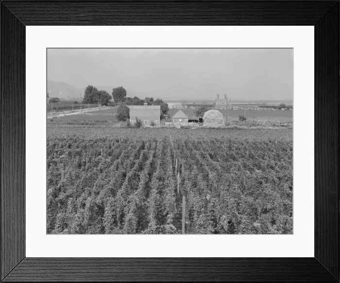 Framed Print : Looking down on hop yard on French-Canadian farm, Yakima Valley, Washington, 1939. Creator: Dorothea Lange Framed Print : Looking down on hop yard on French-Canadian farm, Yakima Valley, Washington, 1939. Creator: Dorothea Lange