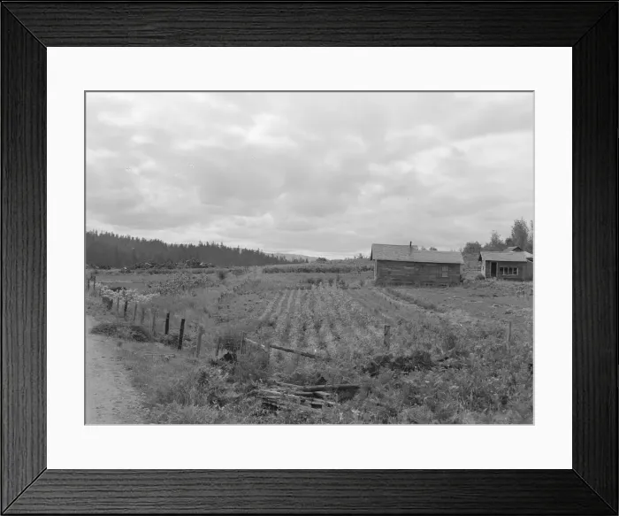 Framed Print : Stump farm seen from the road, Michigan Hill, Thurston County, 1939. Creator: Dorothea Lange Framed Print : Stump farm seen from the road, Michigan Hill, Thurston County, 1939. Creator: Dorothea Lange
