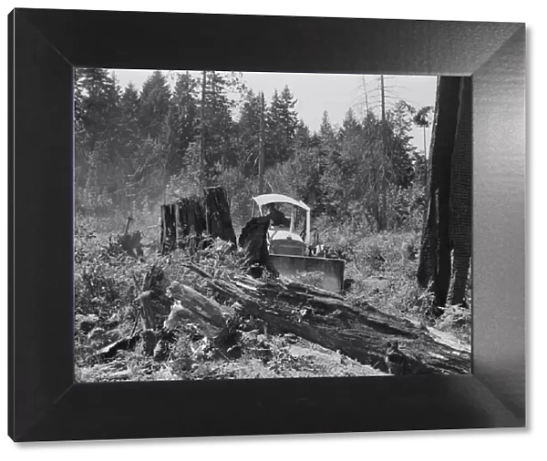 Bulldozer equipped with grader blade pushing over a... Lewis County, near Vader, Washington, 1939. Creator: Dorothea Lange