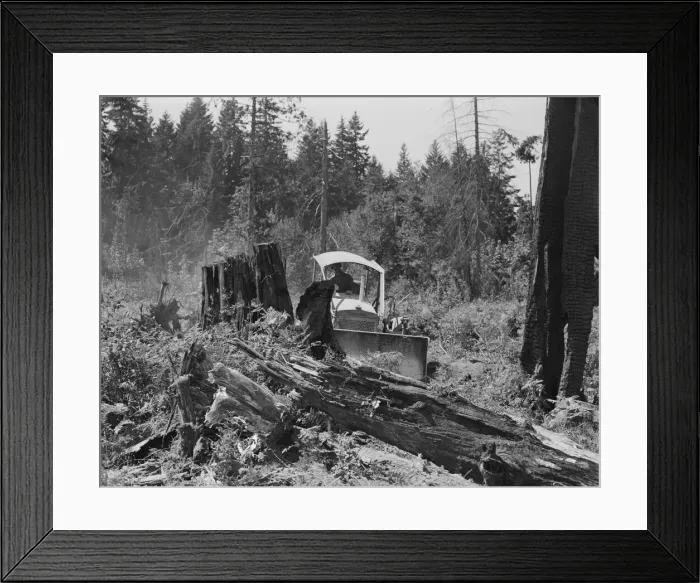 Framed Print : Bulldozer equipped with grader blade pushing over a... Lewis County, near Vader, Washington, 1939. Creator: Dorothea Lange Framed Print : Bulldozer equipped with grader blade pushing over a... Lewis County, near Vader, Washington, 1939. Creator: Dorothea Lange