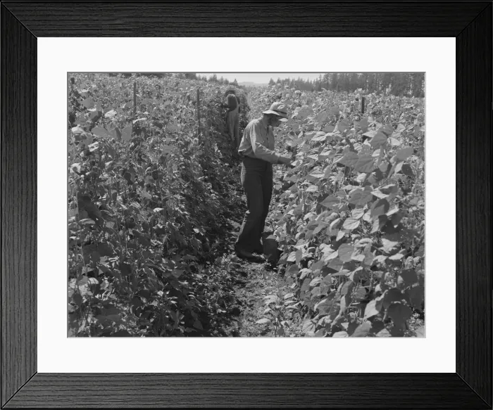 Framed Print : Migratory bean pickers, came from Dakota, near West Stayton, Marion County, Oregon, 1939. Creator: Dorothea Lange Framed Print : Migratory bean pickers, came from Dakota, near West Stayton, Marion County, Oregon, 1939. Creator: Dorothea Lange