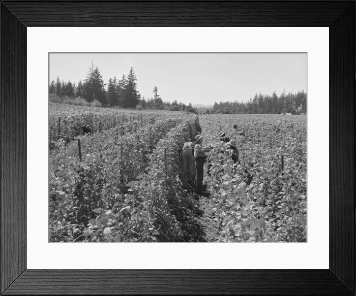 Framed Print : Bean pickers at harvest time, near West Stayton, Marion County, Oregon, 1939. Creator: Dorothea Lange Framed Print : Bean pickers at harvest time, near West Stayton, Marion County, Oregon, 1939. Creator: Dorothea Lange