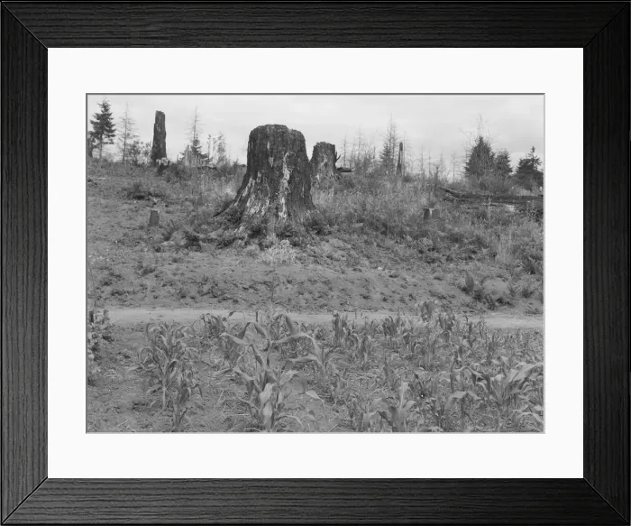 Framed Print : Shows charater of the land in the hills surrounding Elma, Grays Harbor, Western Wasington, 1939. Creator: Dorothea Lange Framed Print : Shows charater of the land in the hills surrounding Elma, Grays Harbor, Western Wasington, 1939. Creator: Dorothea Lange