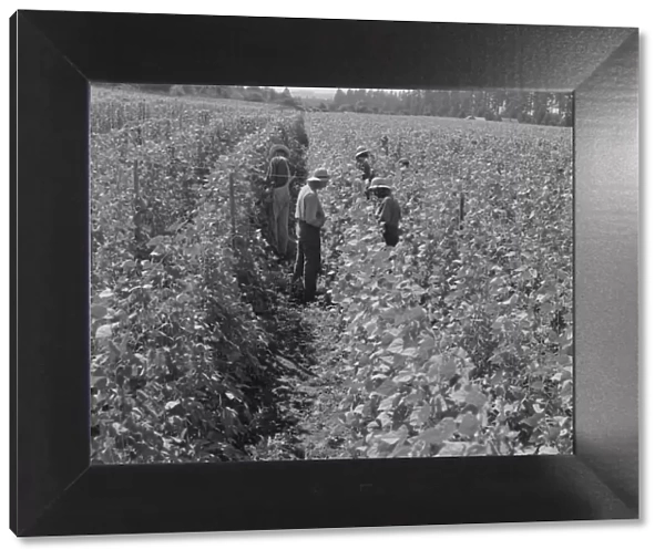 Bean pickers at harvest time Oregon, Marion County, near West Stayton, Marion County, Oregon, 1939. Creator: Dorothea Lange