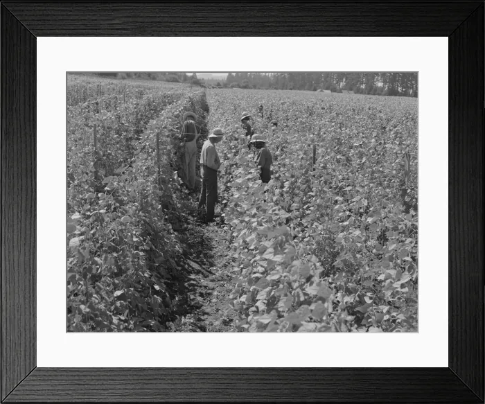 Framed Print : Bean pickers at harvest time Oregon, Marion County, near West Stayton, Marion County, Oregon, 1939. Creator: Dorothea Lange Framed Print : Bean pickers at harvest time Oregon, Marion County, near West Stayton, Marion County, Oregon, 1939. Creator: Dorothea Lange