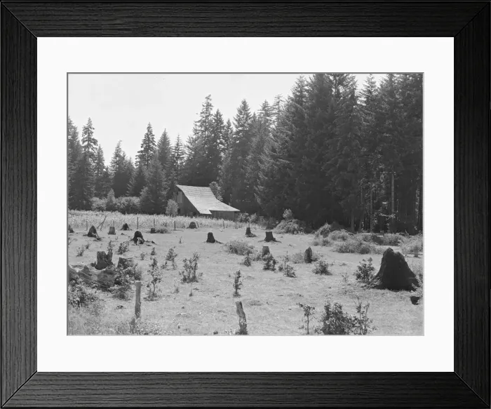Framed Print : Western Washington stock farm, Lewis County, Washington, 1939. Creator: Dorothea Lange Framed Print : Western Washington stock farm, Lewis County, Washington, 1939. Creator: Dorothea Lange