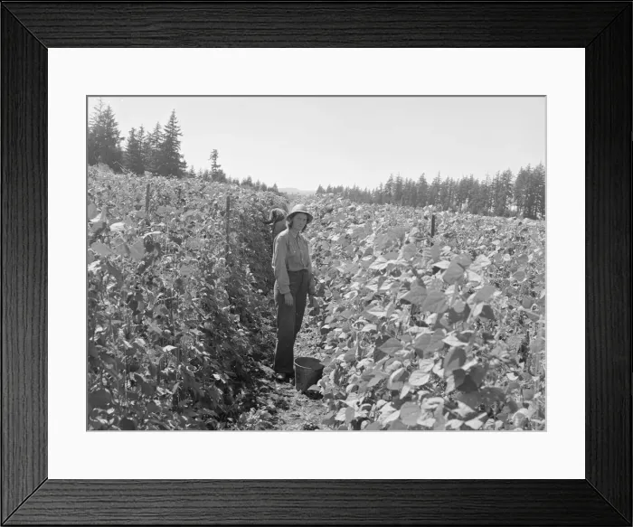 Framed Print : Possibly: Bean pickers at harvest time, near West Stayton, Marion County, Oregon, 1939. Creator: Dorothea Lange Framed Print : Possibly: Bean pickers at harvest time, near West Stayton, Marion County, Oregon, 1939. Creator: Dorothea Lange