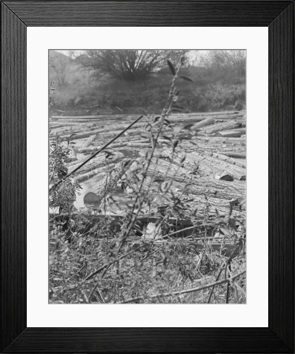 Framed Print : Logs at sawmill on Marys River near Corvallis, Oregon, 1939. Creator: Dorothea Lange Framed Print : Logs at sawmill on Marys River near Corvallis, Oregon, 1939. Creator: Dorothea Lange
