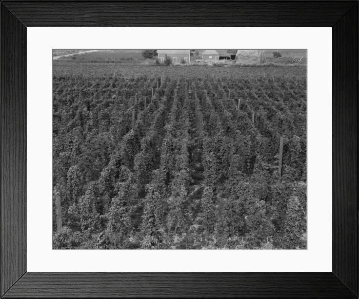 Framed Print : Hop yard on ranch of M. Rivard in French-Canadian... Yakima Valley, Moxee Valley, Washington, 1939. Creator: Dorothea Lange Framed Print : Hop yard on ranch of M. Rivard in French-Canadian... Yakima Valley, Moxee Valley, Washington, 1939. Creator: Dorothea Lange