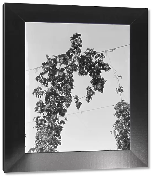 Hop vine at picking time, near Independence, Polk County, Oregon, 1939. Creator: Dorothea Lange