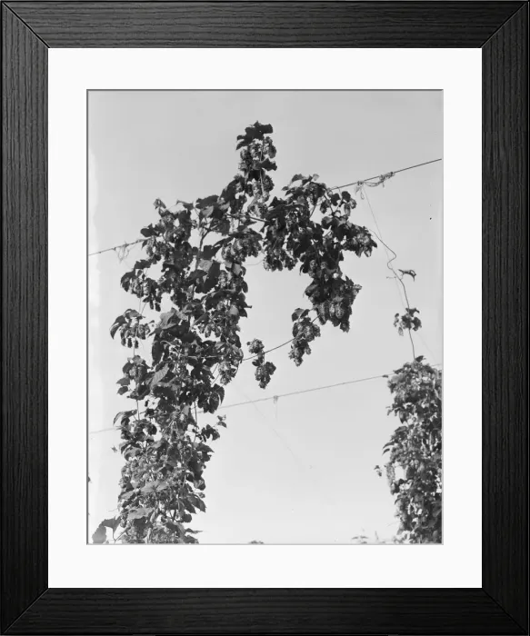 Framed Print : Hop vine at picking time, near Independence, Polk County, Oregon, 1939. Creator: Dorothea Lange Framed Print : Hop vine at picking time, near Independence, Polk County, Oregon, 1939. Creator: Dorothea Lange