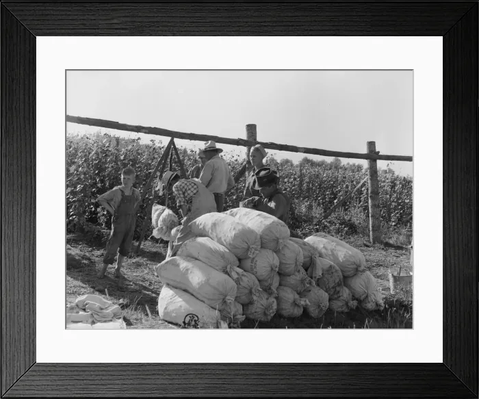 Framed Print : Beanfield - weigh scales, pickers, and sacked beans at edge of... near West Stayton, Oregon, 1939. Creator: Dorothea Lange Framed Print : Beanfield - weigh scales, pickers, and sacked beans at edge of... near West Stayton, Oregon, 1939. Creator: Dorothea Lange