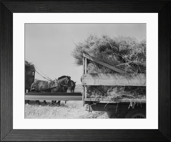Framed Print : Threshing, midsummer noon. Five miles west of Malin. Klamath County, Oregon, 1939. Creator: Dorothea Lange Framed Print : Threshing, midsummer noon. Five miles west of Malin. Klamath County, Oregon, 1939. Creator: Dorothea Lange